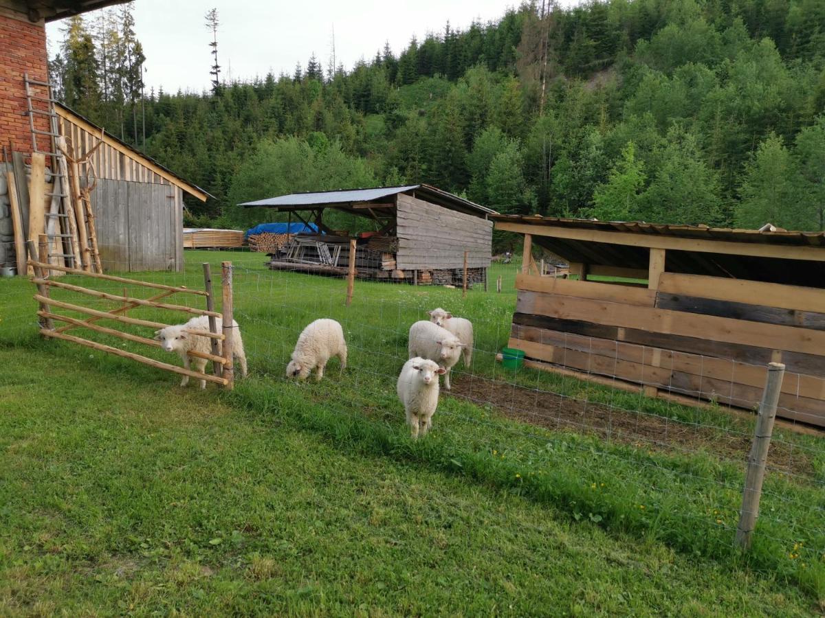 Pokoje Goscinne Pod Limbami Ciche Małe エクステリア 写真