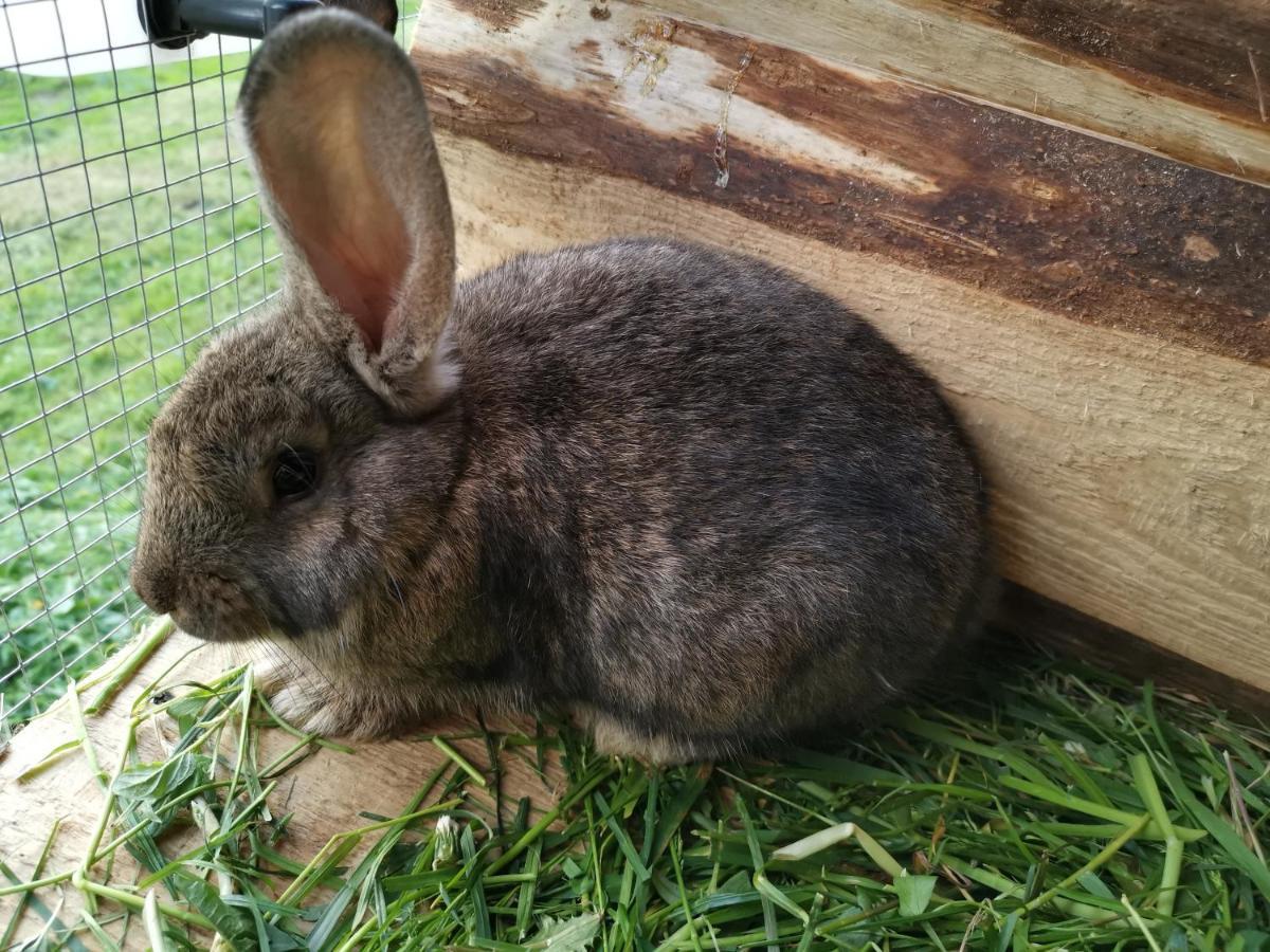 Pokoje Goscinne Pod Limbami Ciche Małe エクステリア 写真